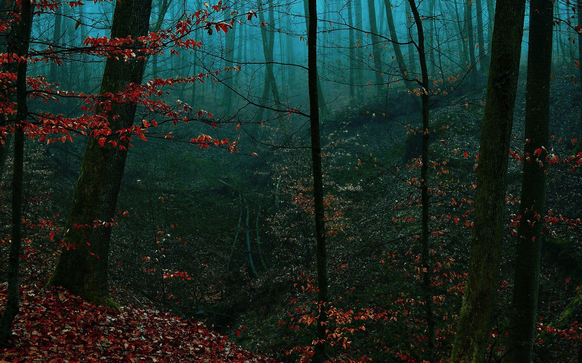 Hd Night Taking Over The Forest Wallpaper - Wallpaper - HD Wallpaper 