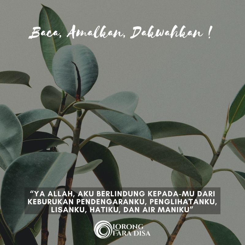 Tea Plant - HD Wallpaper 