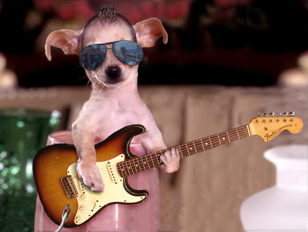 Funny Dog Backgrounds High Resolution Wallpaper Funnypicture
dog - Dog Playing Bass Guitar - HD Wallpaper 