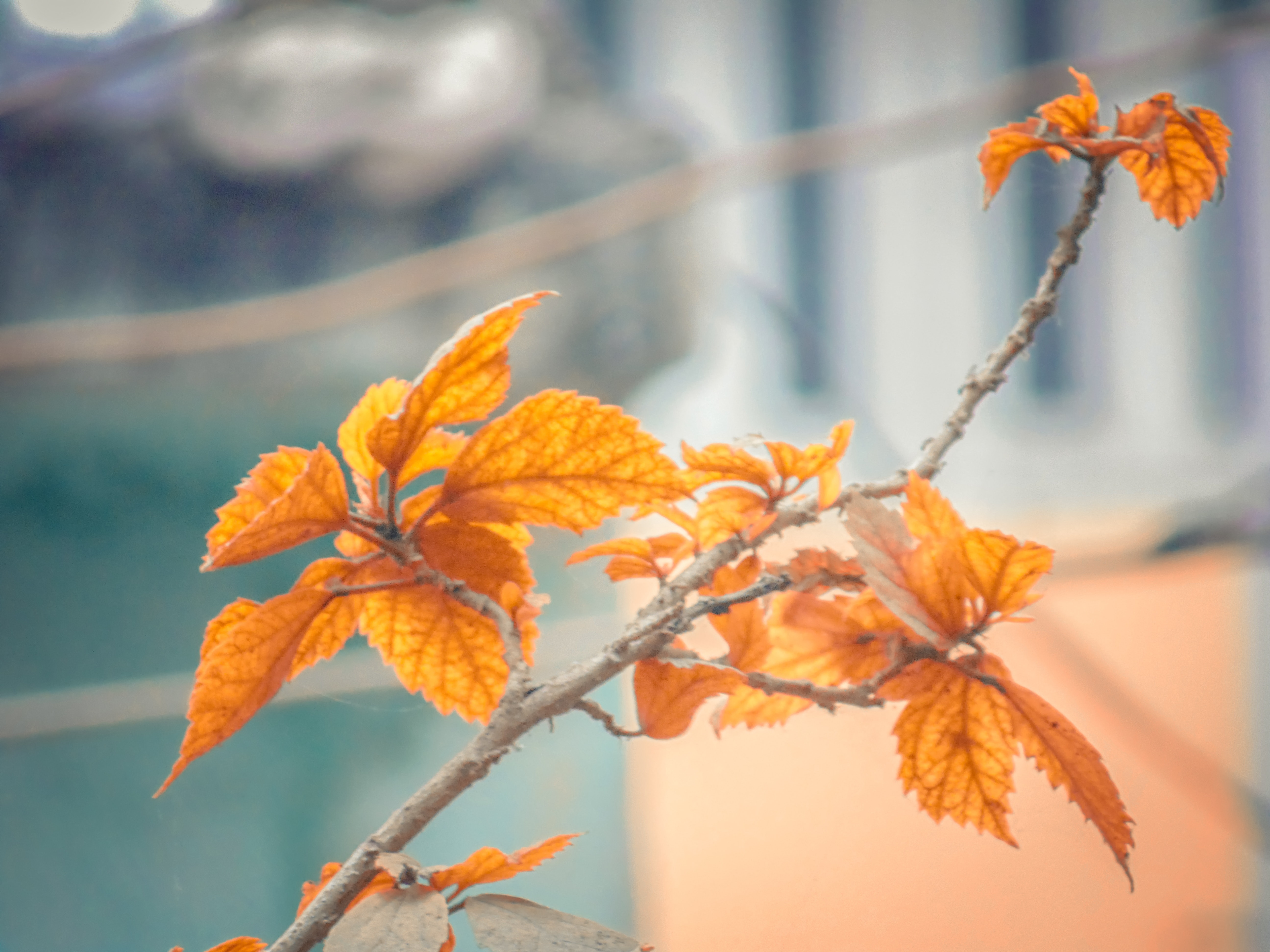 Autumn - HD Wallpaper 