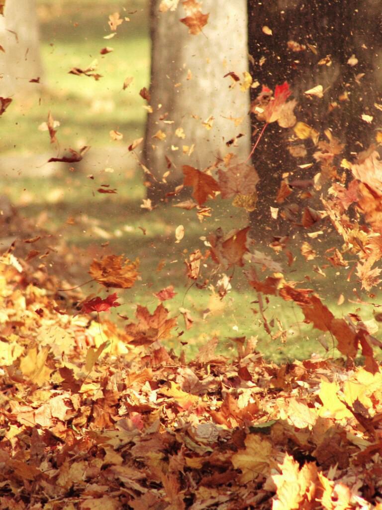 Autumn Leaves Blowing In The Wind - HD Wallpaper 