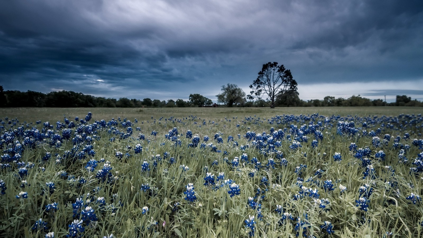 Purple Flowers, Field, Dark Weather - Field Of Dark Flowers - HD Wallpaper 