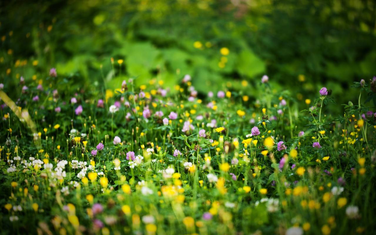 Spring Grass With Flowers - HD Wallpaper 