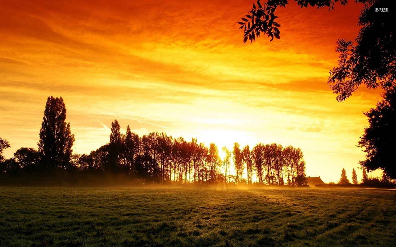 Field Tall Trees Orange Sunset Wallpapers - Year Ending Good Morning Quotes - HD Wallpaper 