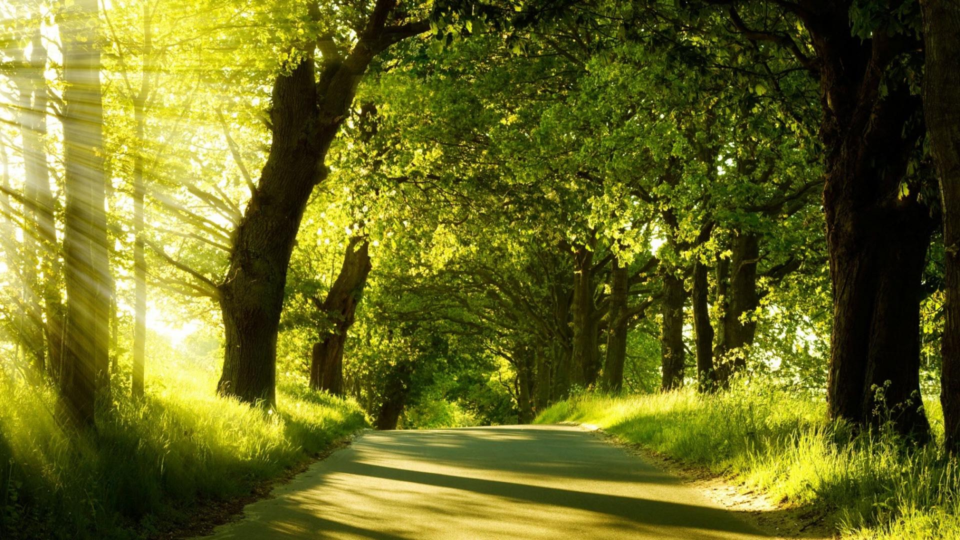 Forest Road - HD Wallpaper 