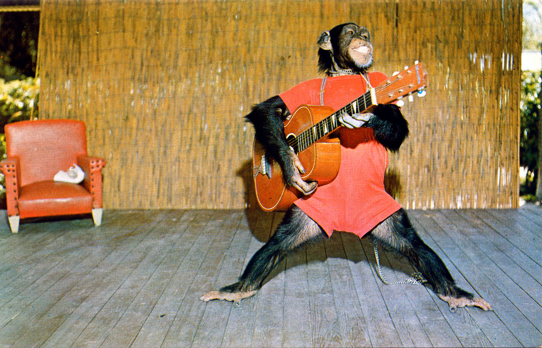 Monkey Guitar - Monkey Jungle - HD Wallpaper 