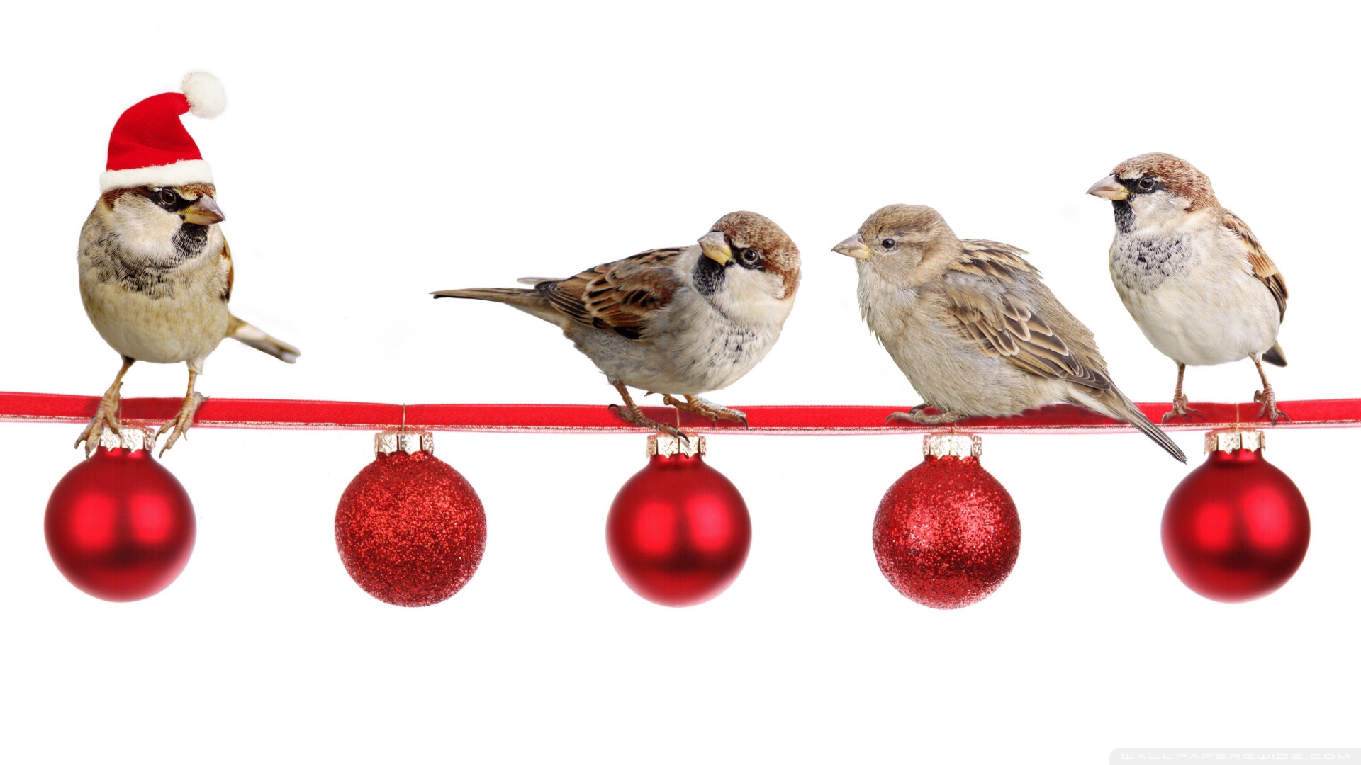 Christmas Sparrows - HD Wallpaper 