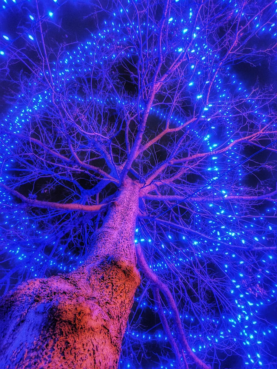 United States, Minneapolis, Loring Park, Winter, Holiday - Tree - HD Wallpaper 