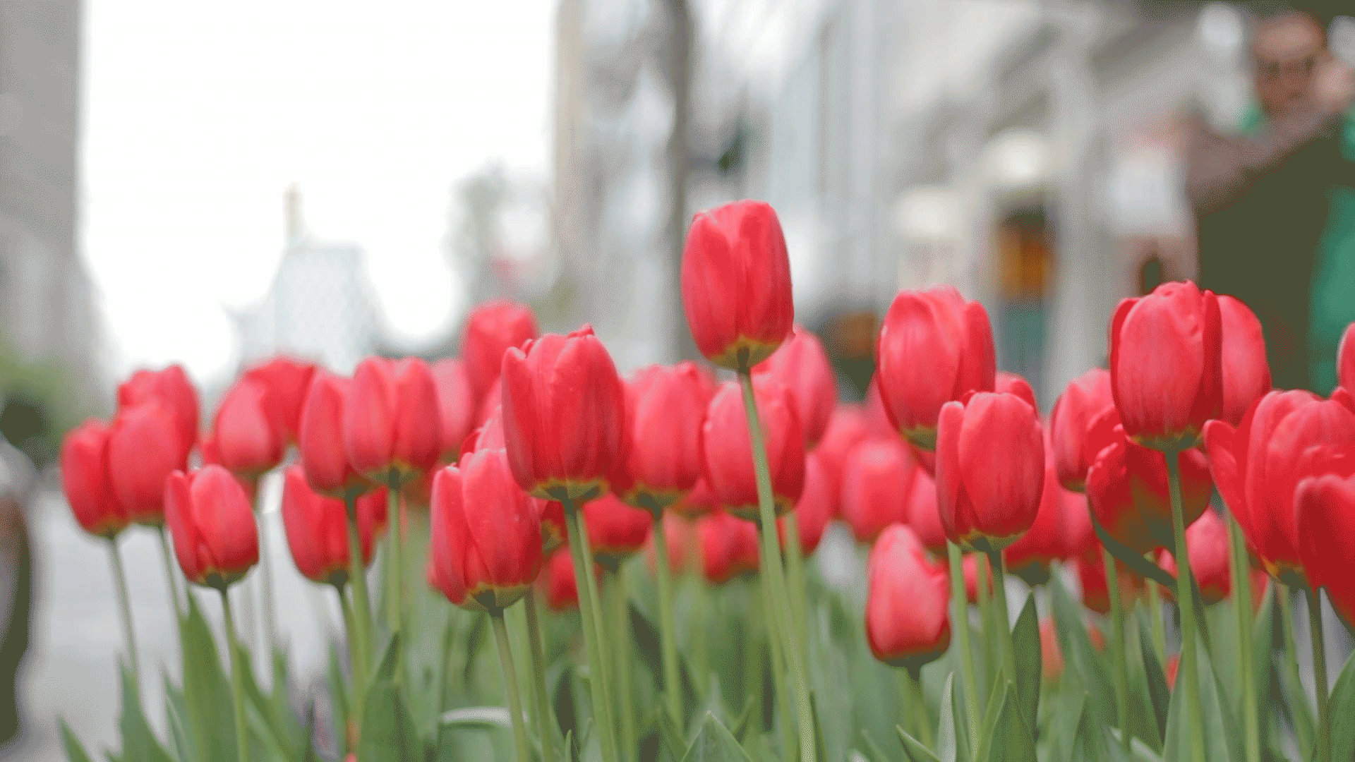 Red Tulips Creative Commons - HD Wallpaper 