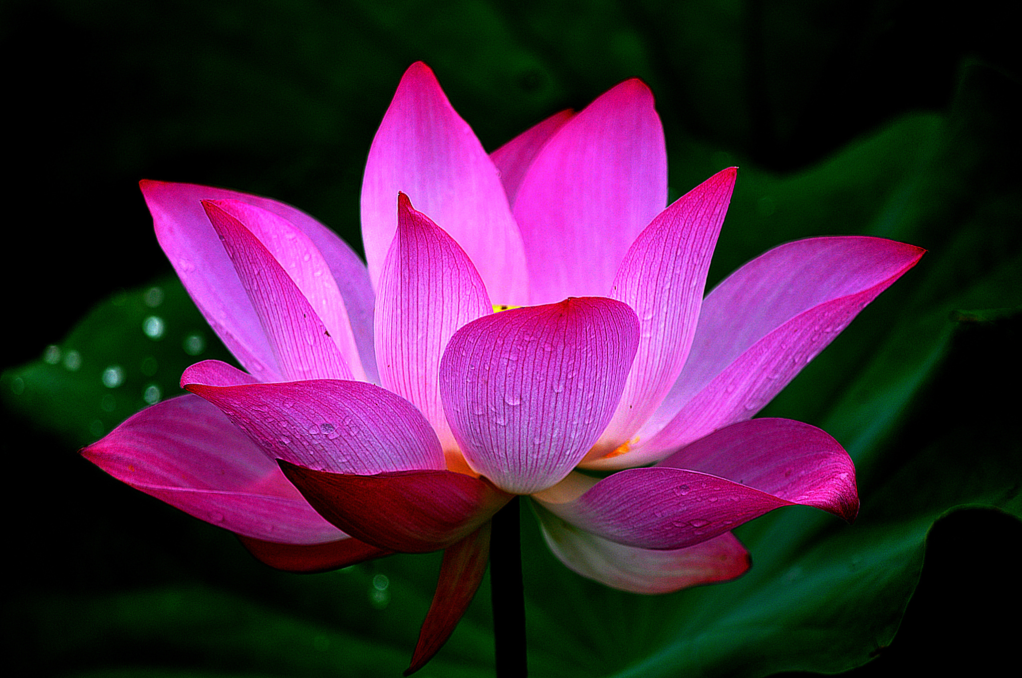 Ruby Water Lily - HD Wallpaper 