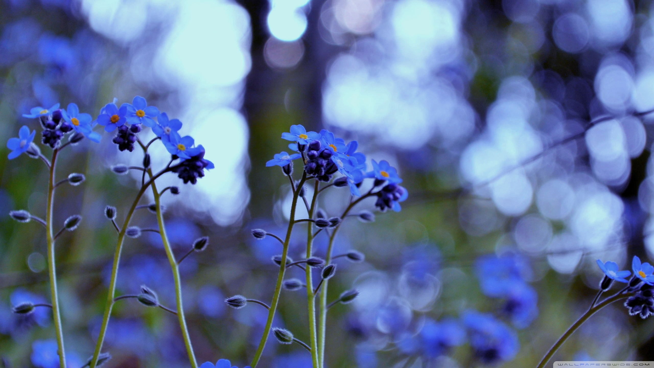 Forget Me Not Flowers Hd - HD Wallpaper 