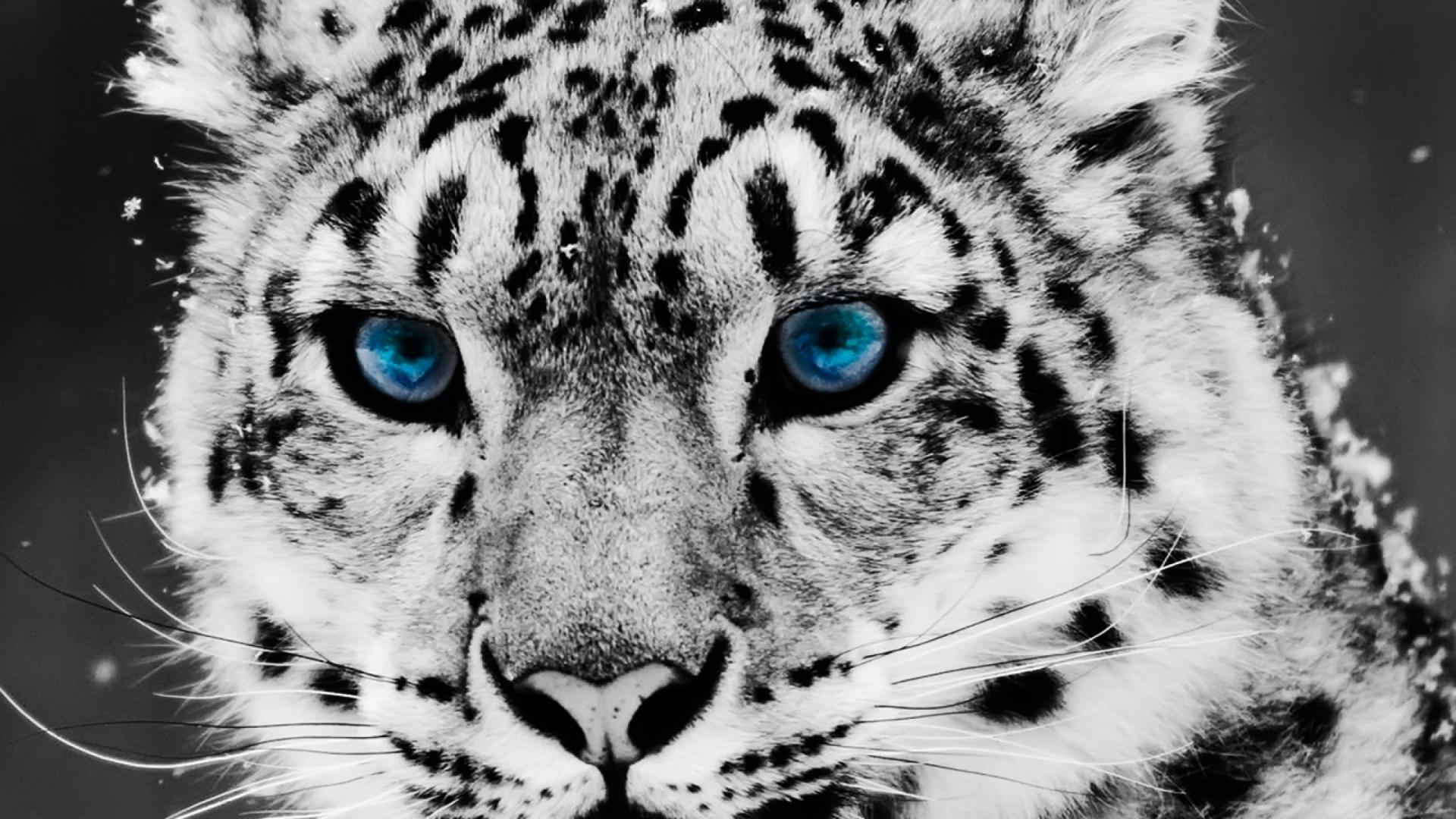 Cute White Leopard - Snow Leopard Fur Color - HD Wallpaper 