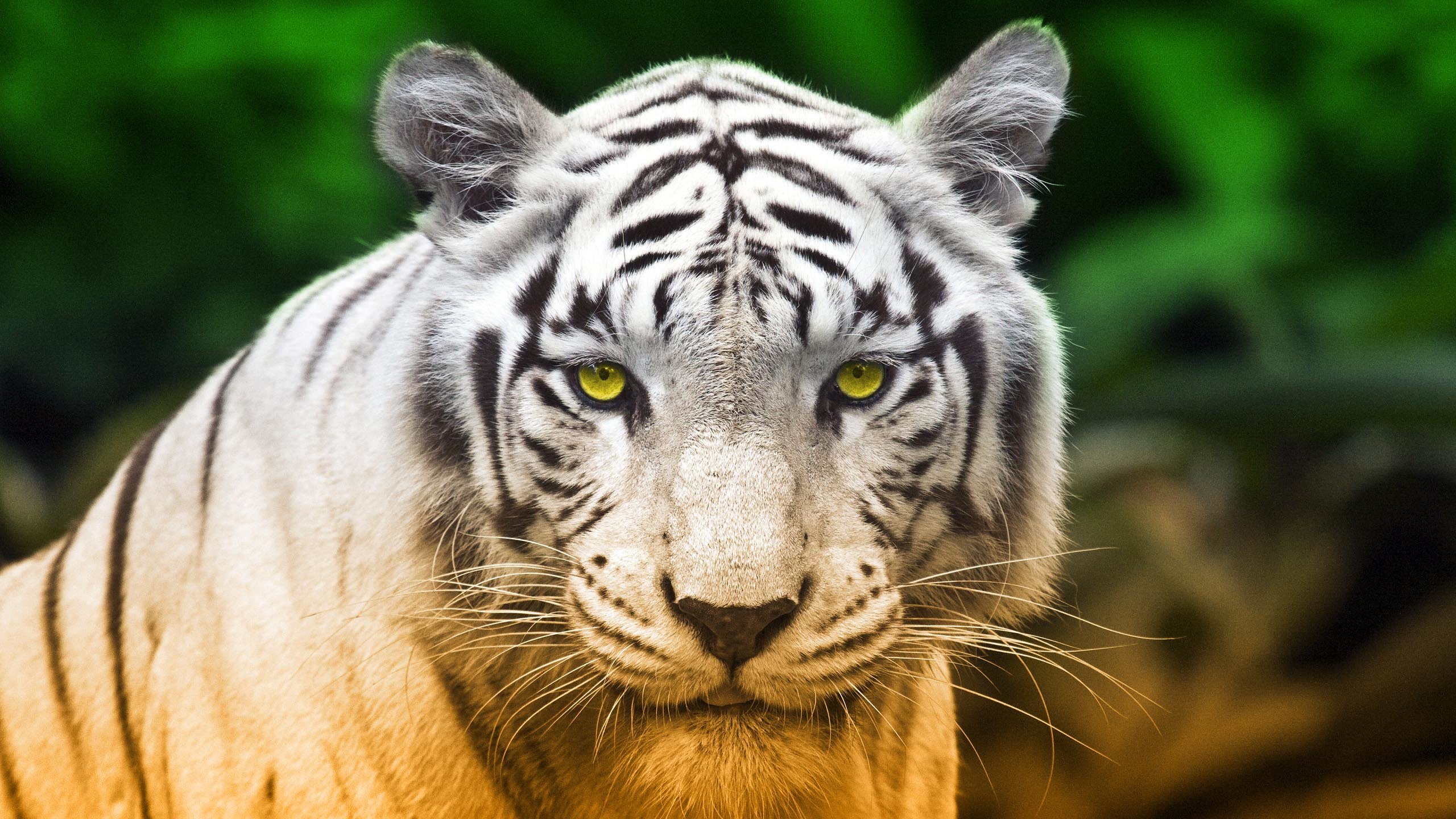 Download Hd White Tiger Desktop Wallpaper Id - Singapore Zoo - HD Wallpaper 
