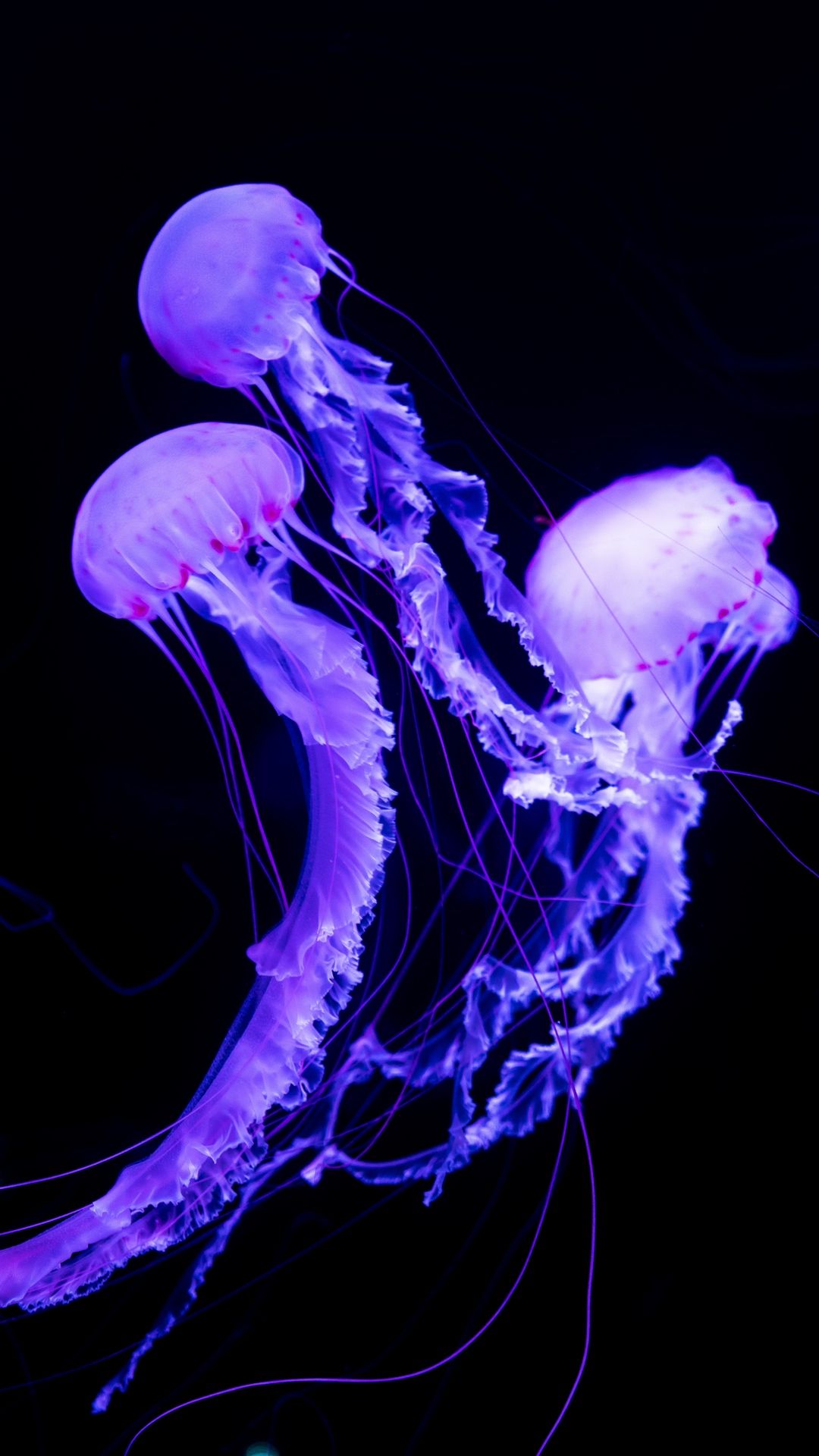 Jellyfish Wallpaper Iphone - HD Wallpaper 