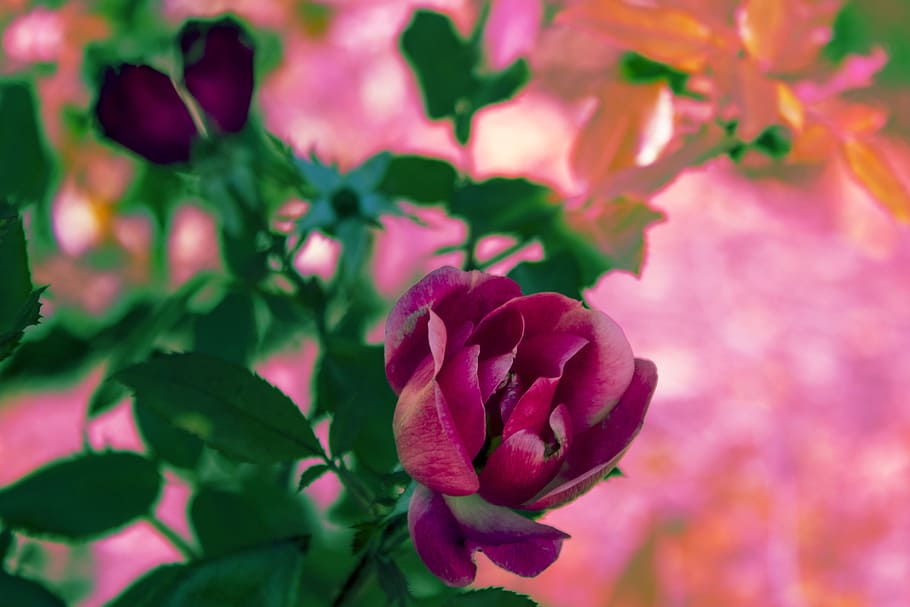 Rose, Edit, Neon, Pink, Green, Flower, Nature, Flowering - Common Peony - HD Wallpaper 
