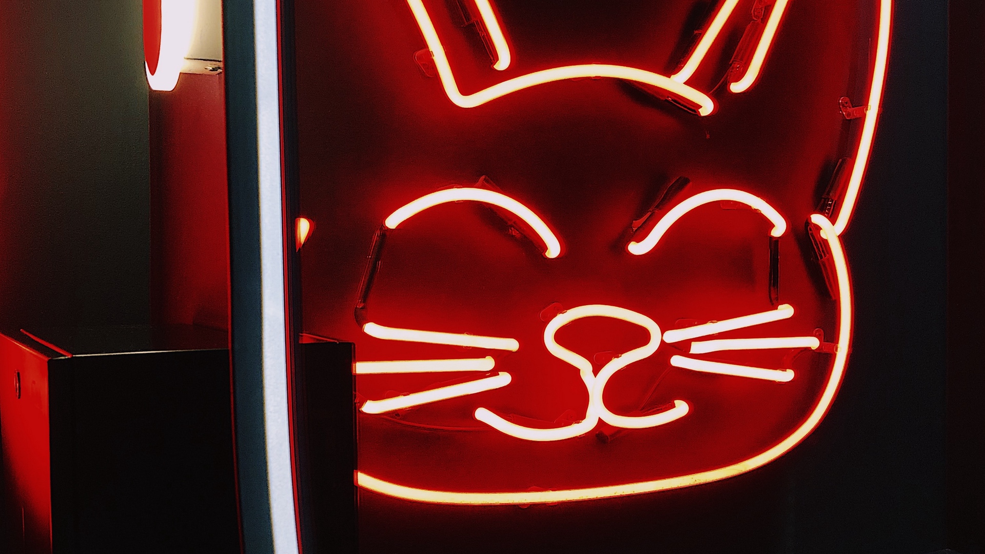 Wallpaper Neon, Sign, Cat, Light, Red - Wallpaper - HD Wallpaper 