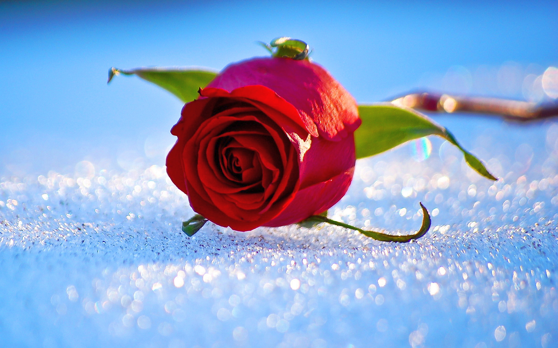 Rose In Snow - HD Wallpaper 