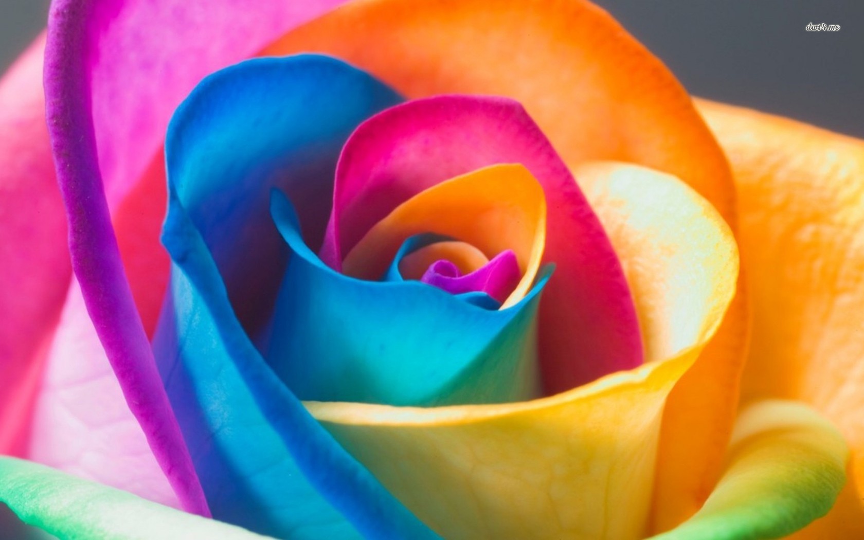 Hd Multi Colored Roses - HD Wallpaper 