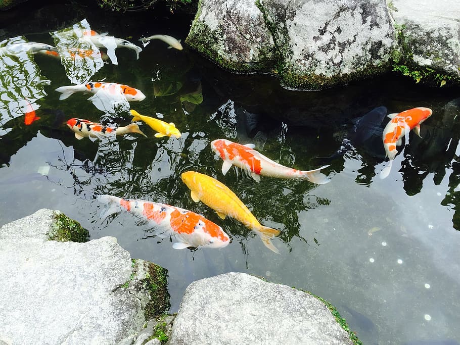 Japan, Fukuoka, Jin Li, Fish, Pond, Carp, Koi Carp, - Jin Li Fish - HD Wallpaper 