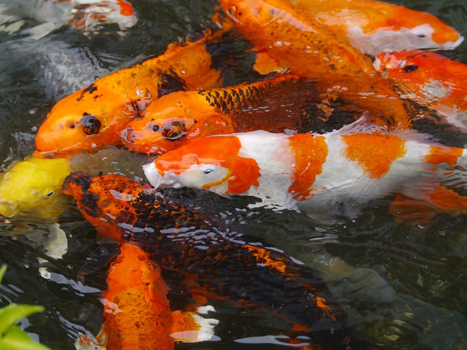 School Of Koi Fishes, Aquarium Fish, Colored Carp, - Koi - HD Wallpaper 