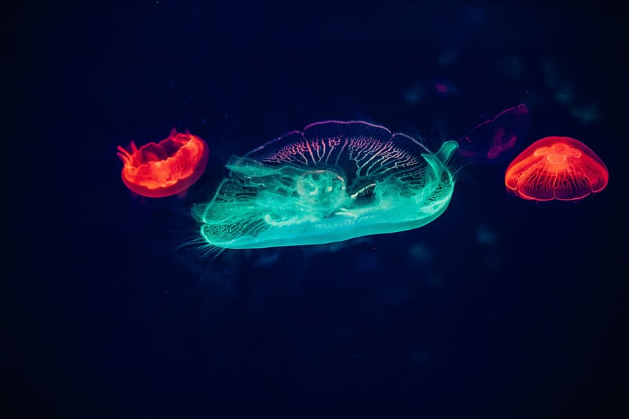 Two Red And One Green Neon Jellyfishes, Two Red And - Colors Of Jellyfish - HD Wallpaper 