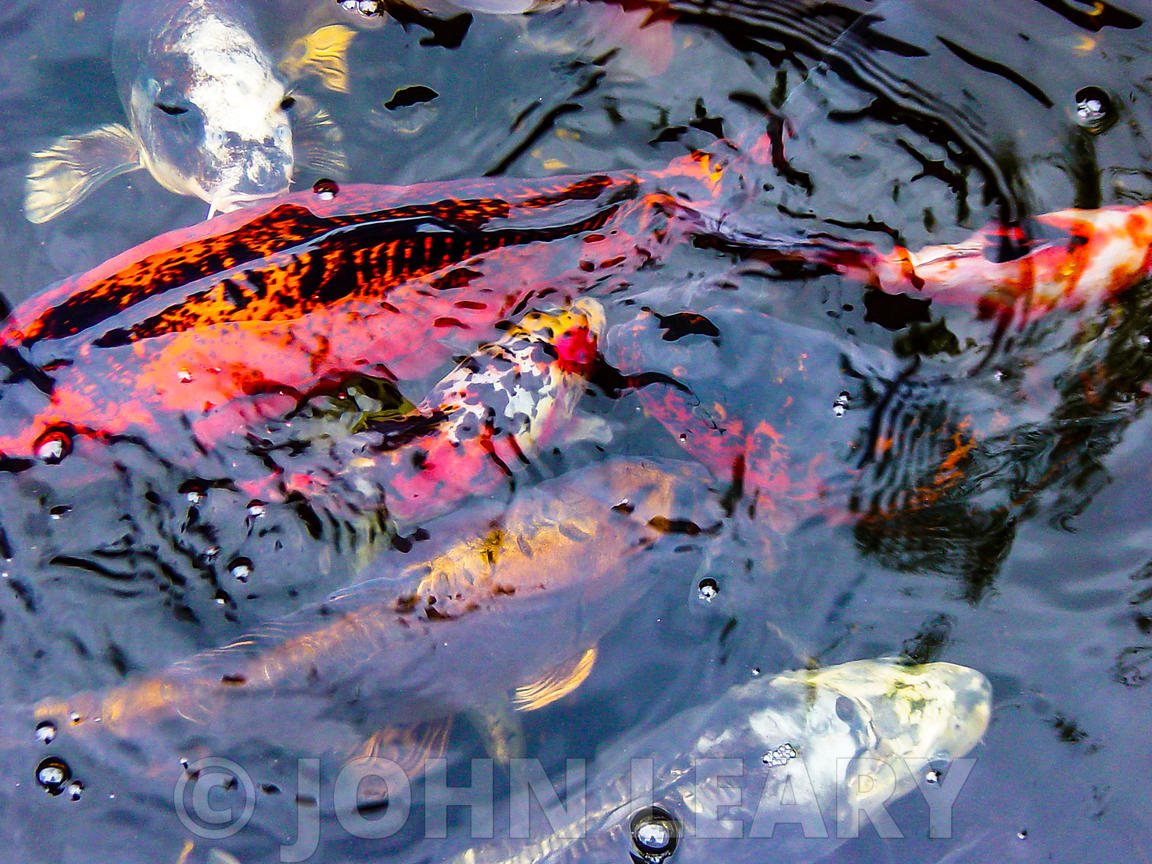 Koi Carp In A Garden Pond - Fish Pond - HD Wallpaper 