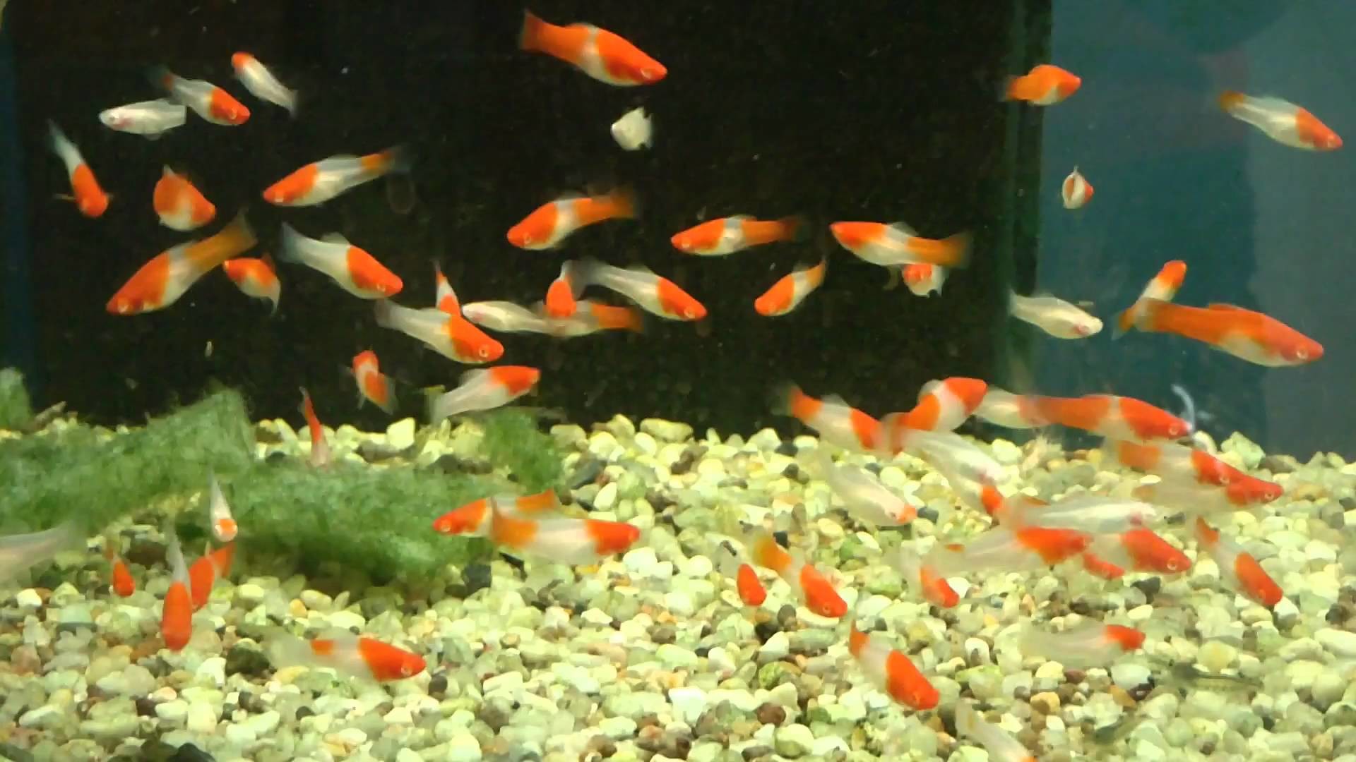 Koi Schwerttrã¤ger - Aquarium - HD Wallpaper 