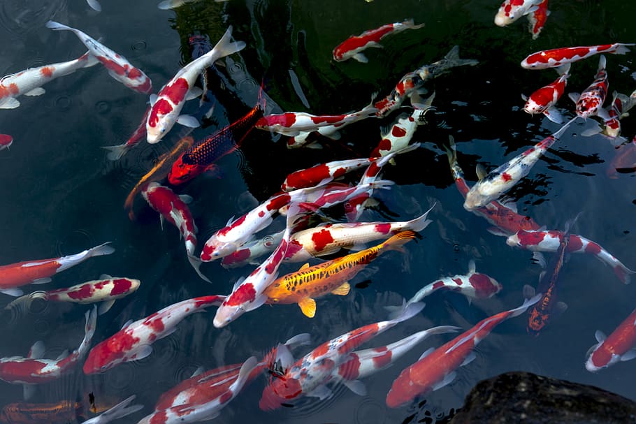 School Of Koi Fish, Animals, Aquatic Animal, Pond, - School Of Koi Fish - HD Wallpaper 