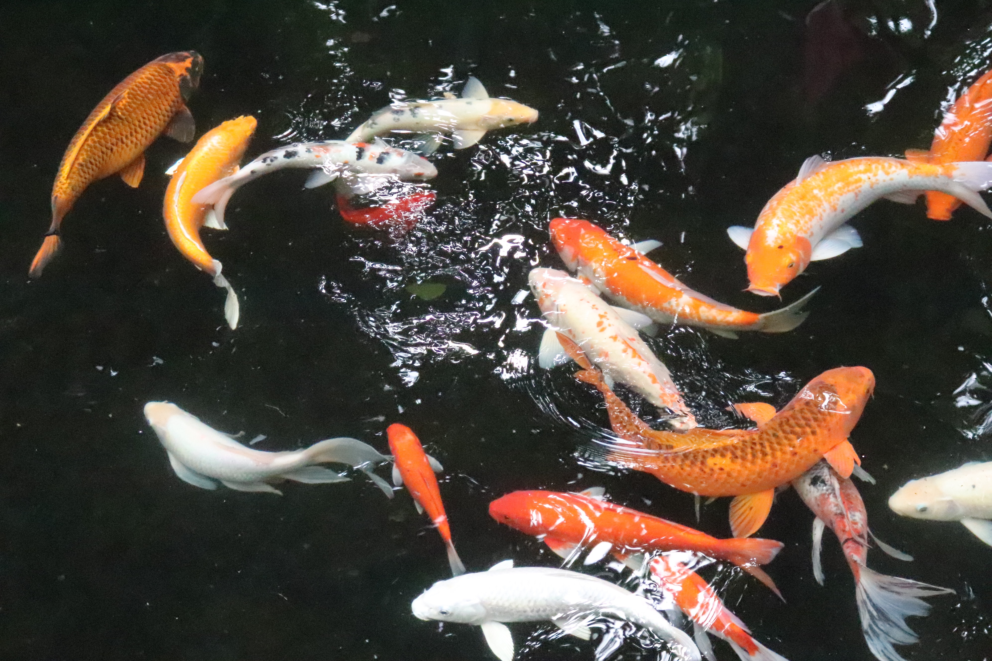 Koi Fish In Water Photography - HD Wallpaper 