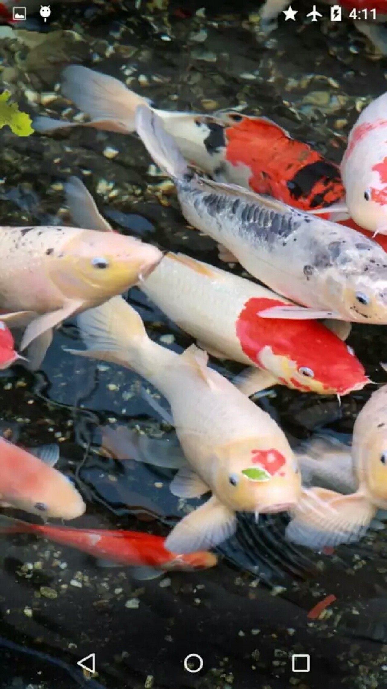 1280x2276, Live Koi Fish Live Pics - Ảnh Cá Koi Đẹp - 1280x2276 Wallpaper - 1280x2276, Live Koi Fish Live Pics - Ảnh Cá Koi Đẹp - 1280x2276 Wallpaper -
