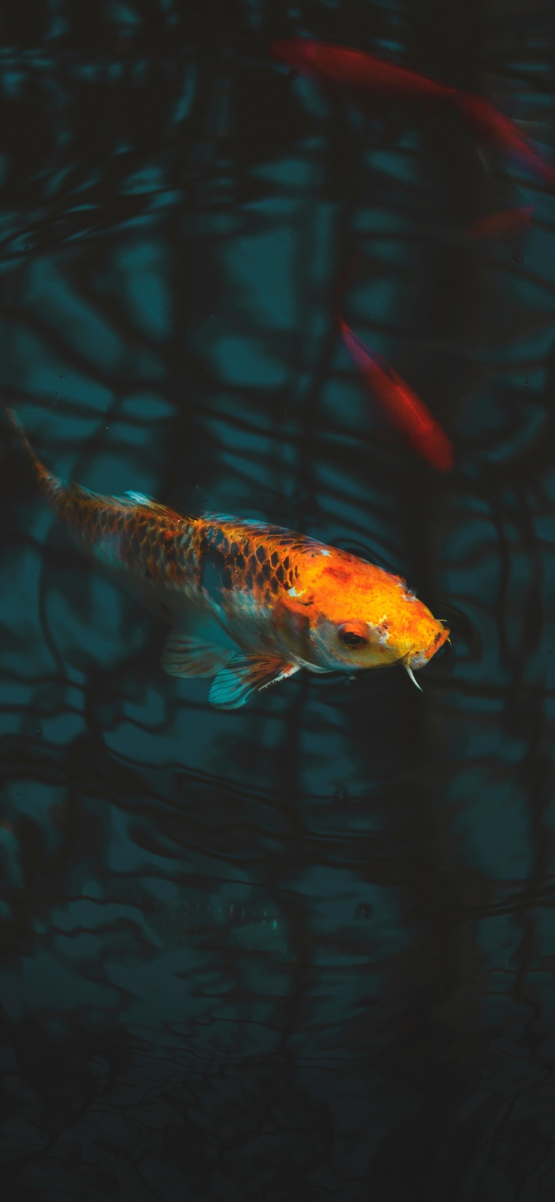 Aquarium Koi Carp Underwater - Koi Fish Wallpaper Hd Iphone - HD Wallpaper 