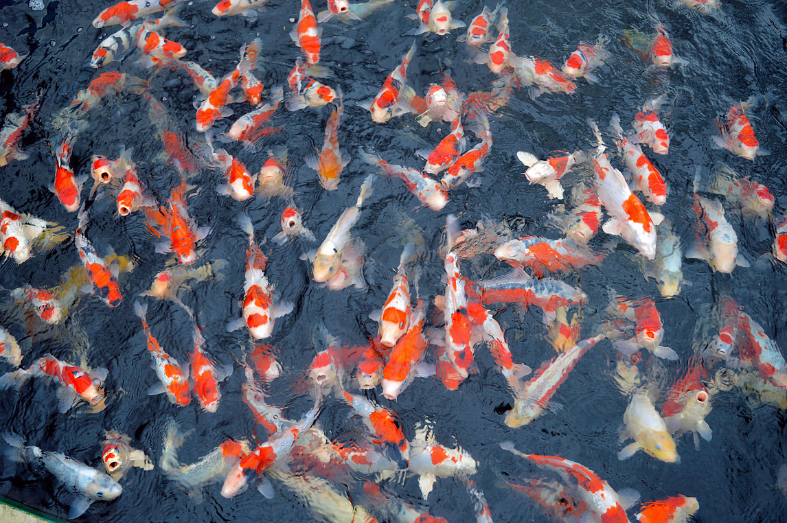 Coral Reef Fish - HD Wallpaper 