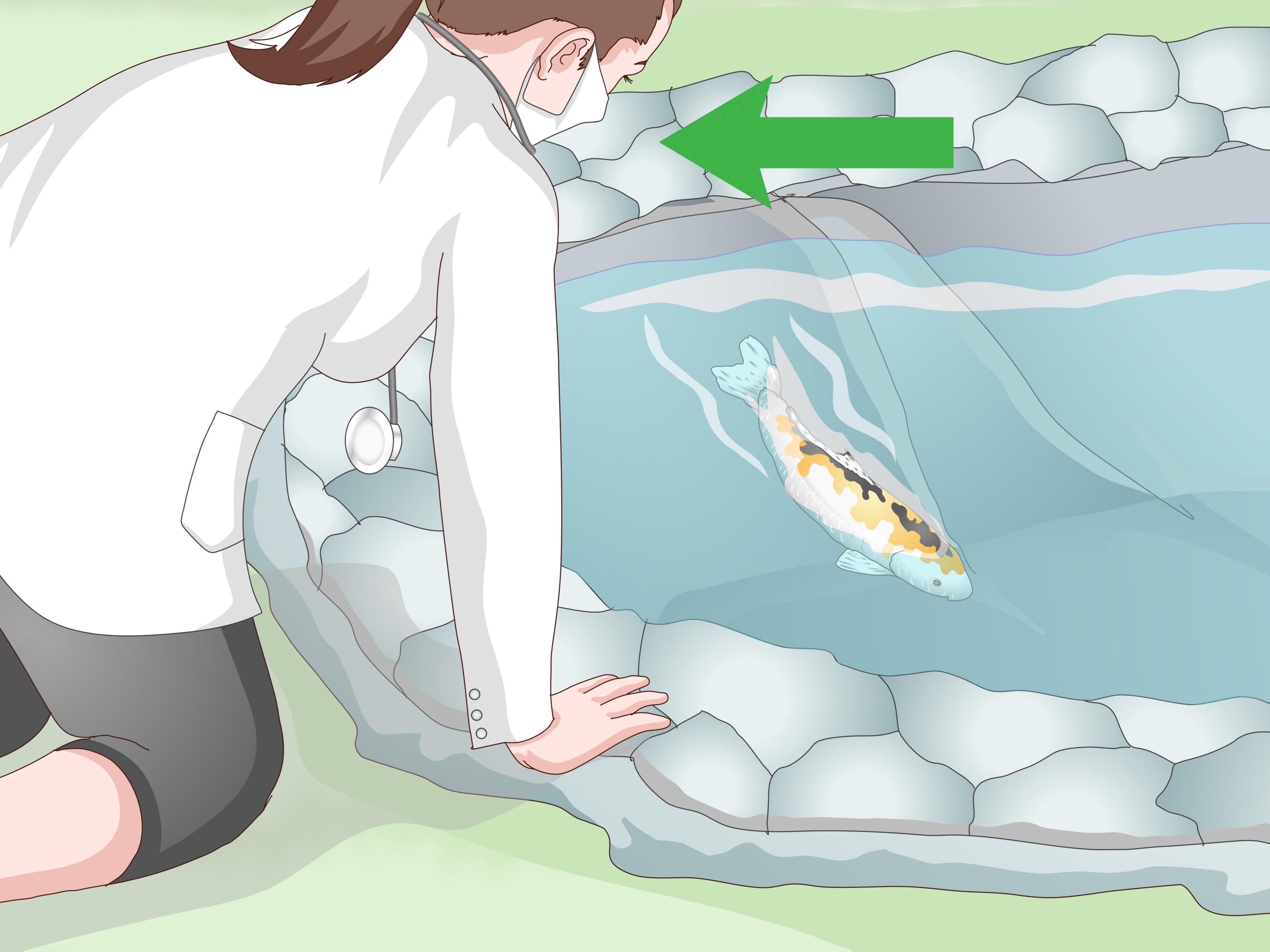 Image Titled Raise Koi Step - Cartoon - HD Wallpaper 