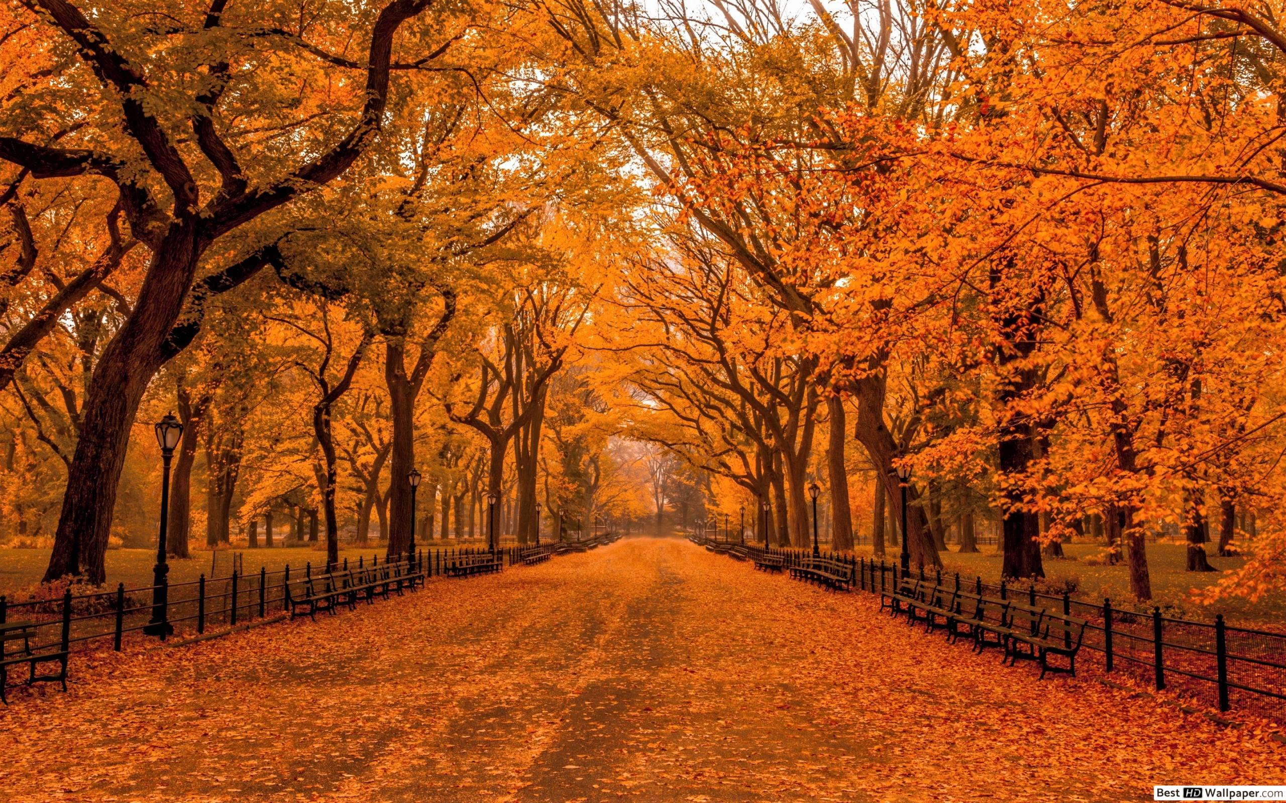 Central Park November 7 - HD Wallpaper 