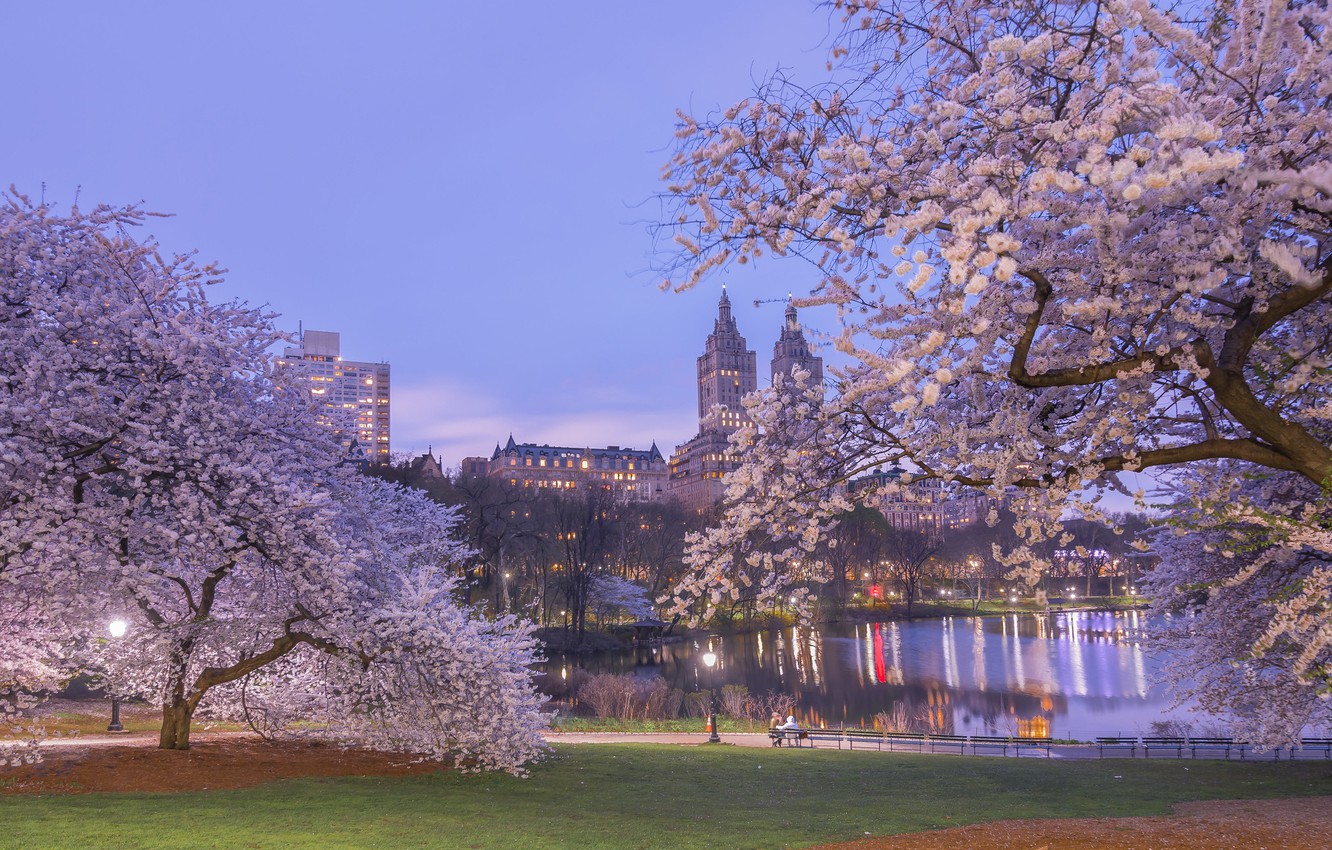 Photo Wallpaper Trees, Cherry, Pond, Park, Spring, - New York Central Park Spring - HD Wallpaper 