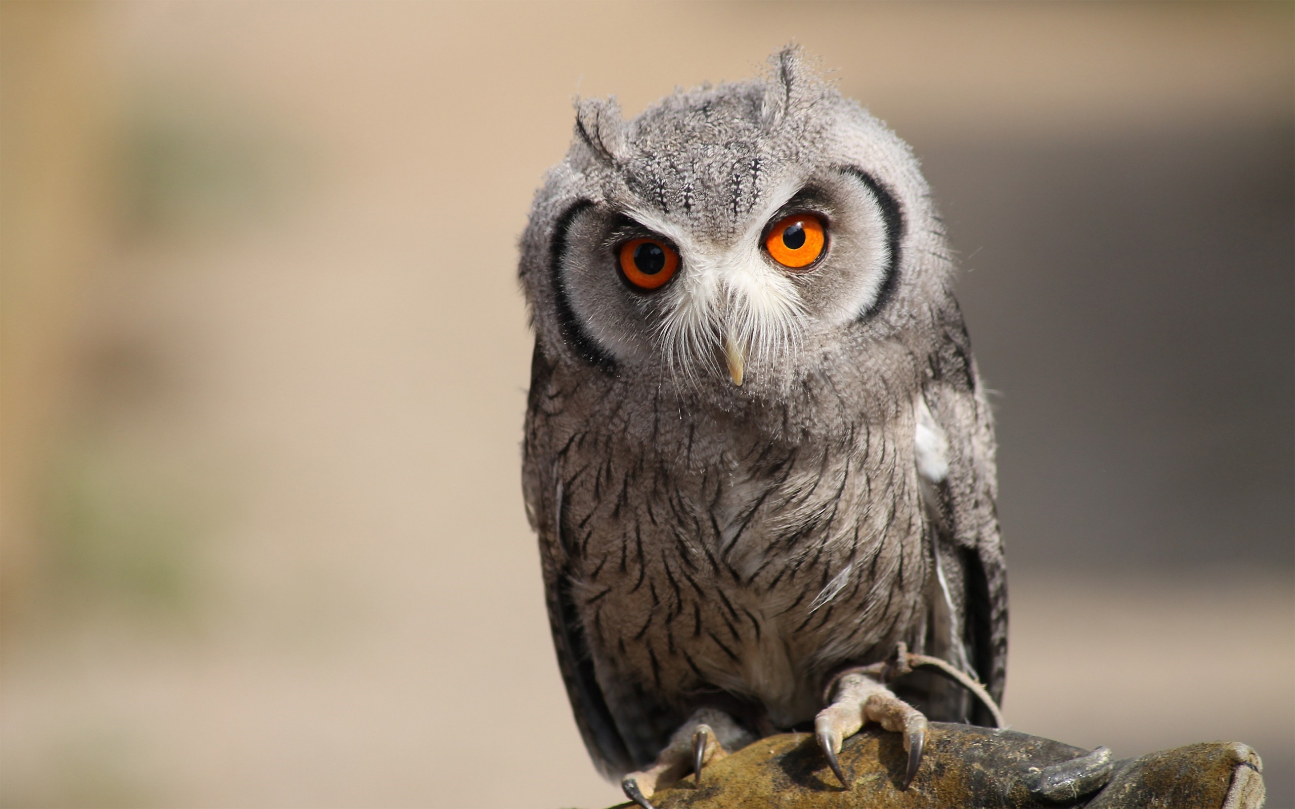 Bird Owl With Gray Color And Orange Eye Hd Laptop Wallpapers - Imagenes De Buho En Hd - HD Wallpaper 