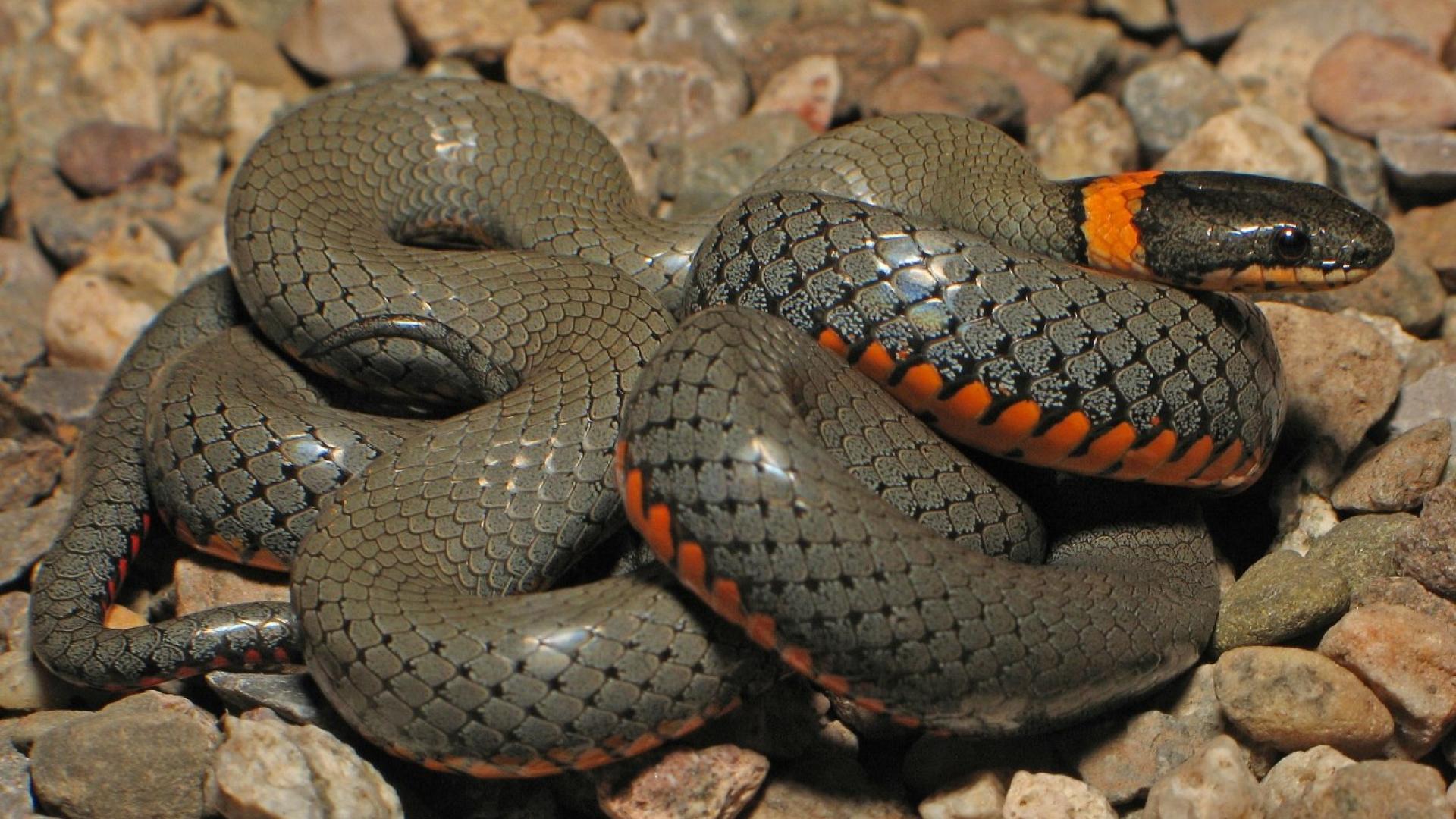 نقش و نگار مار - HD Wallpaper 