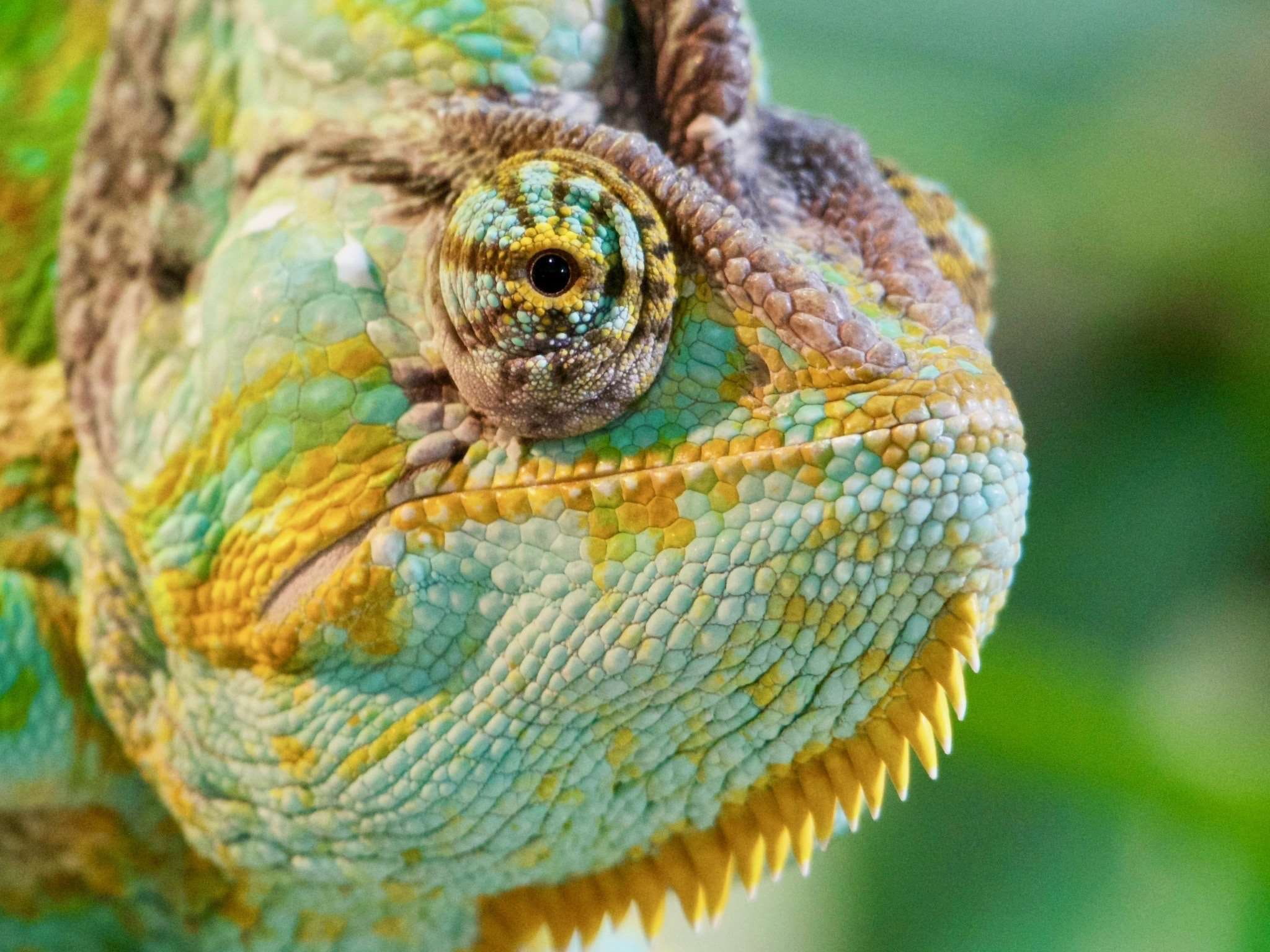 Horned Chameleon - HD Wallpaper 