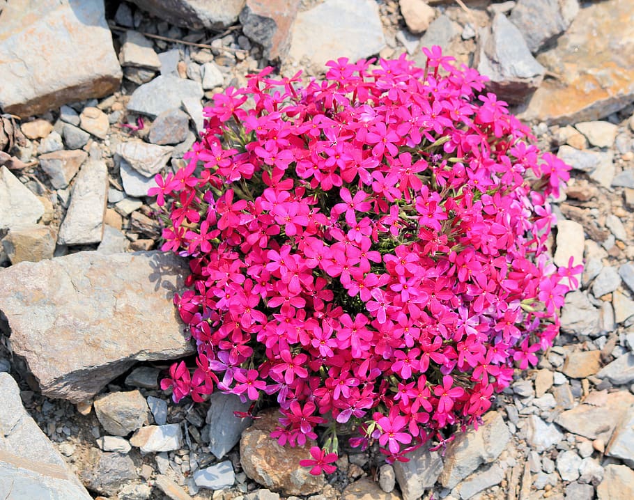 Flowering Plant, Pink Color, Fragility, Beauty In Nature, - Lobelia - HD Wallpaper 