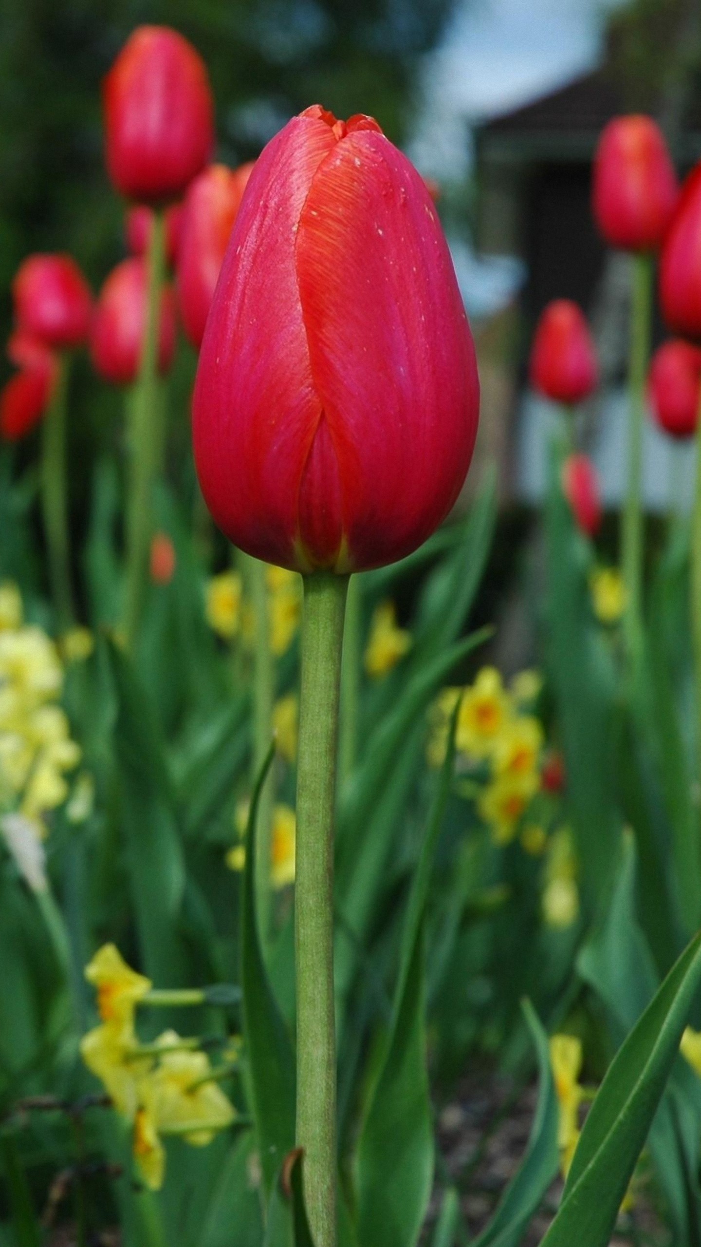 1440x2560, Spring Tulip Flower Wallpapers For Lg G4 - Hd Tulips Flower - HD Wallpaper 