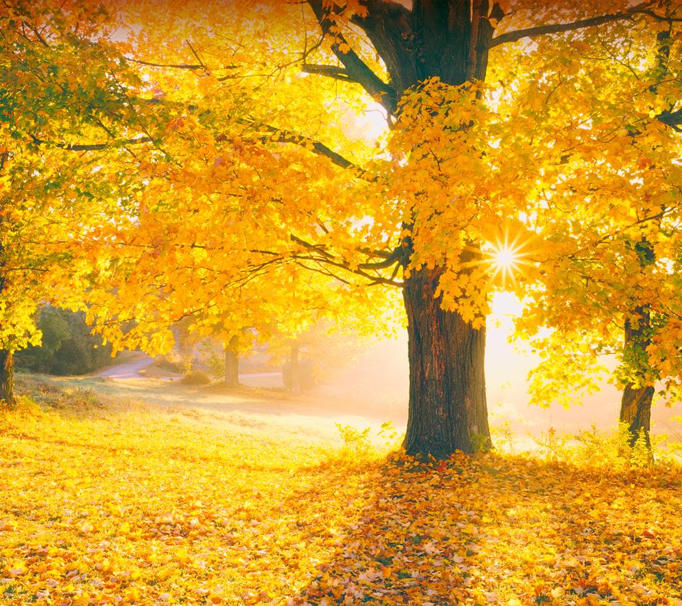 Moto G2 Wallpapers - Autumn - HD Wallpaper 