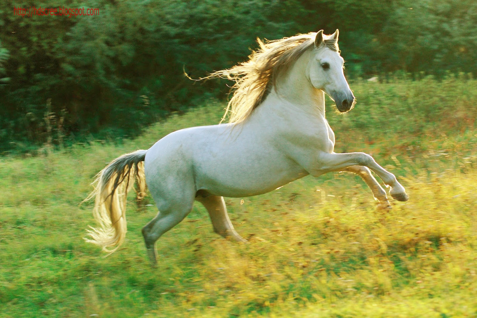 Screen Saver Wallpaper Hd - HD Wallpaper 