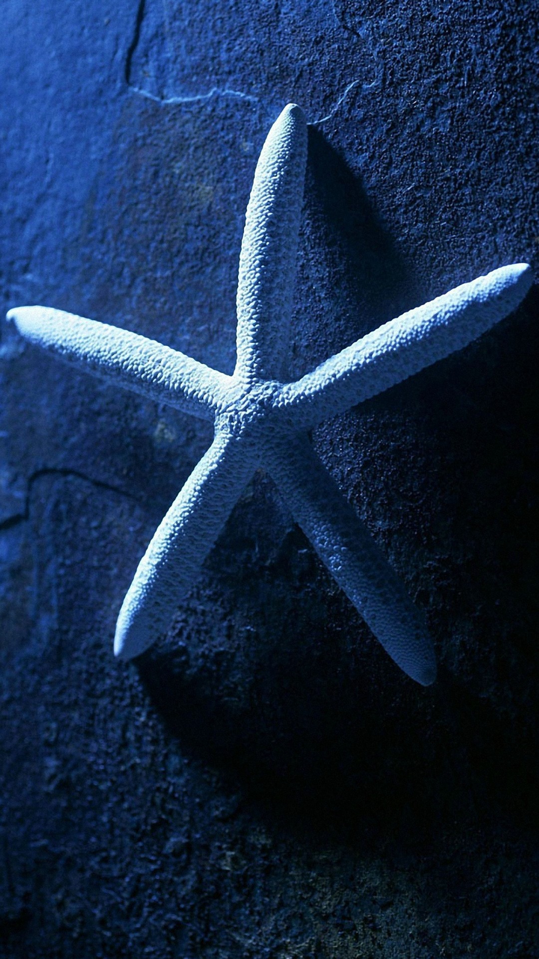 Android Tablet Backgrounds With Hd Resolution - Android Starfish Wallpaper Hd - HD Wallpaper 