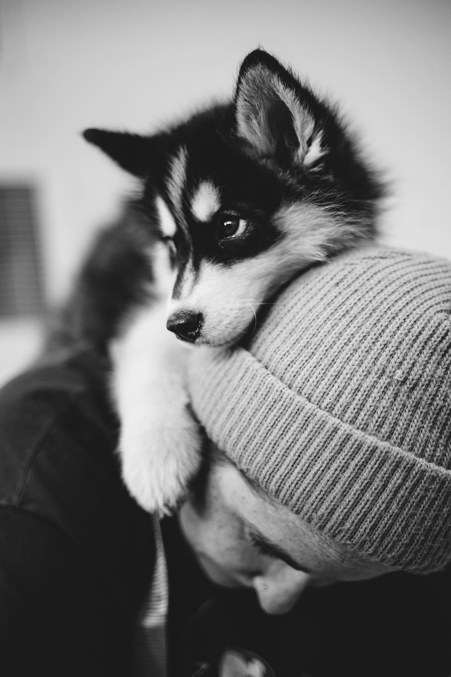 Screensaver, Wallpaper, Animal, Greyscale, Black And - Pet Screensaver - HD Wallpaper 