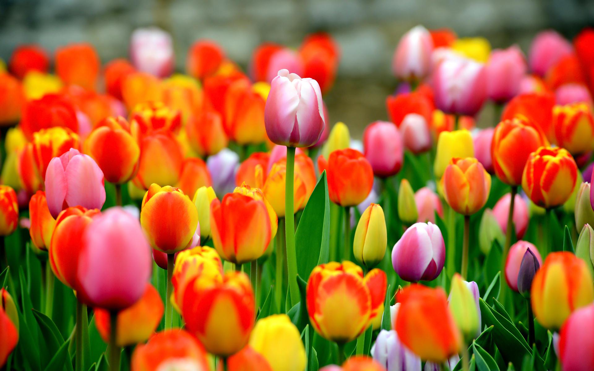 Flower Garden Ultra Hd - HD Wallpaper 