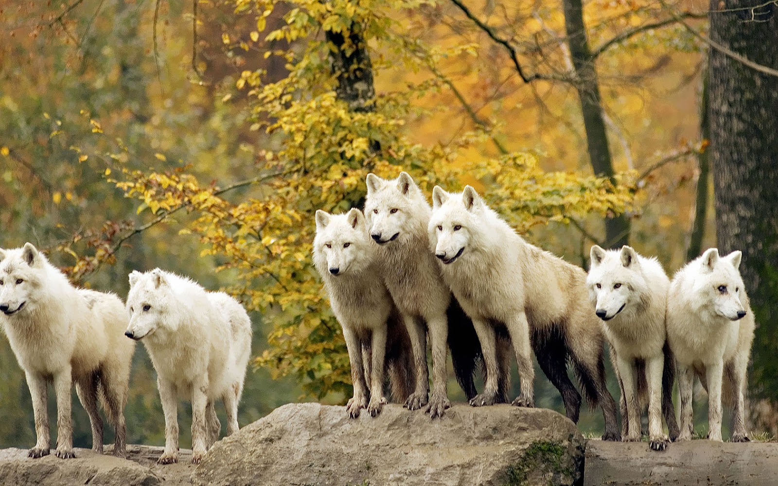 Wolf Pack - HD Wallpaper 