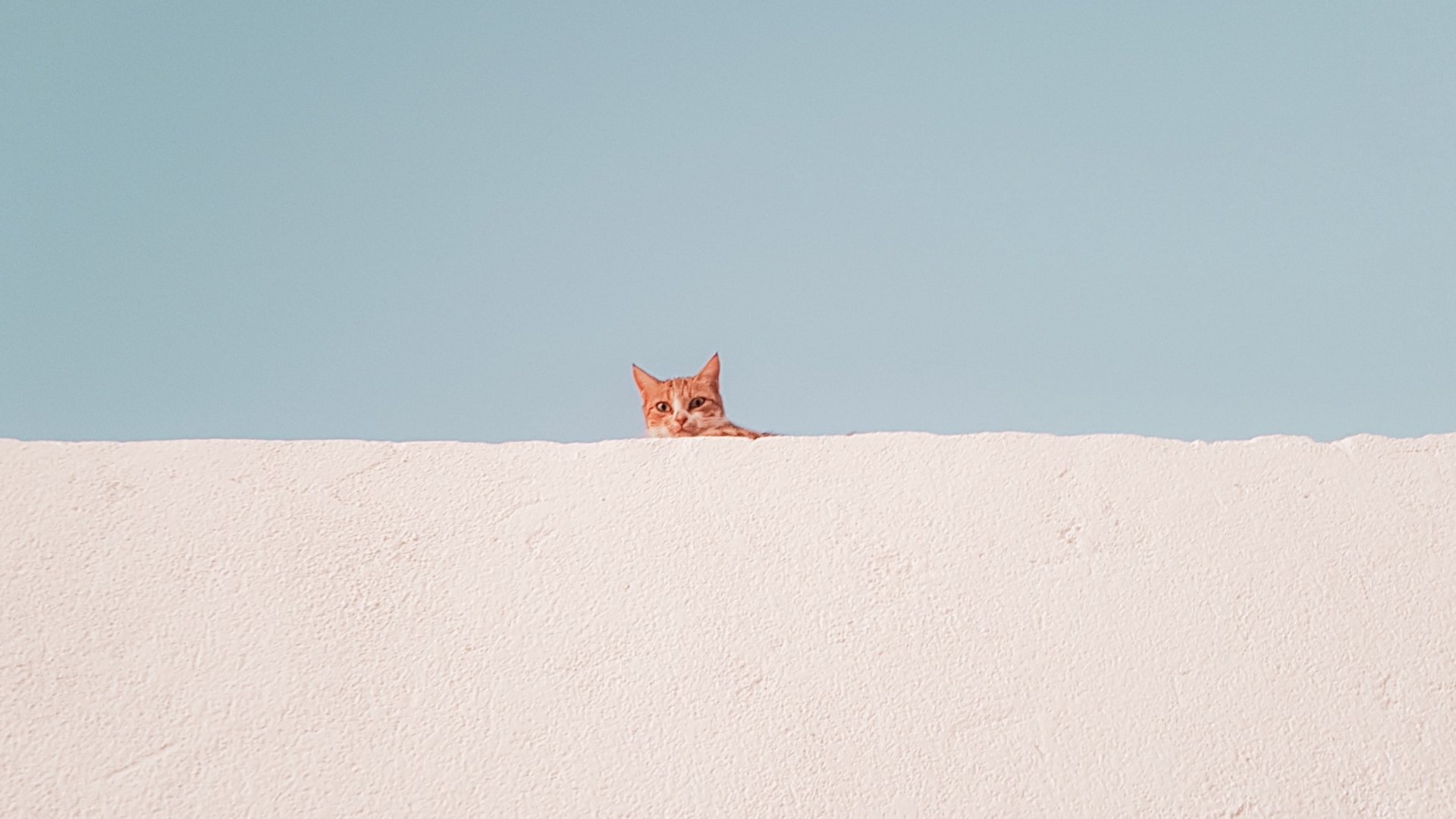 Wallpaper Cat, Wall, Peeking, Funny, Minimalism - Swift Fox - HD Wallpaper 