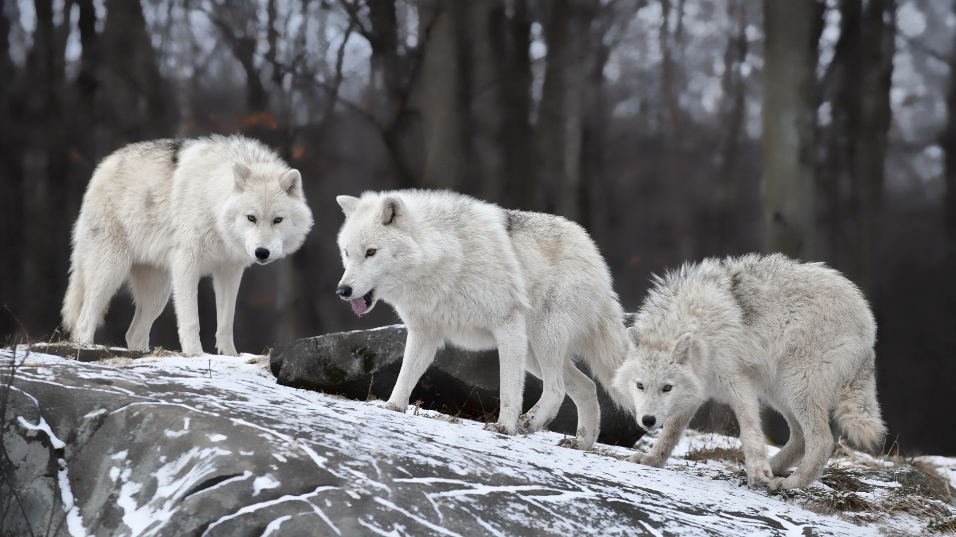 White Wolves Pack Wolf Pack Wallpaper 4k 1920x1080 Wallpaper Teahub Io