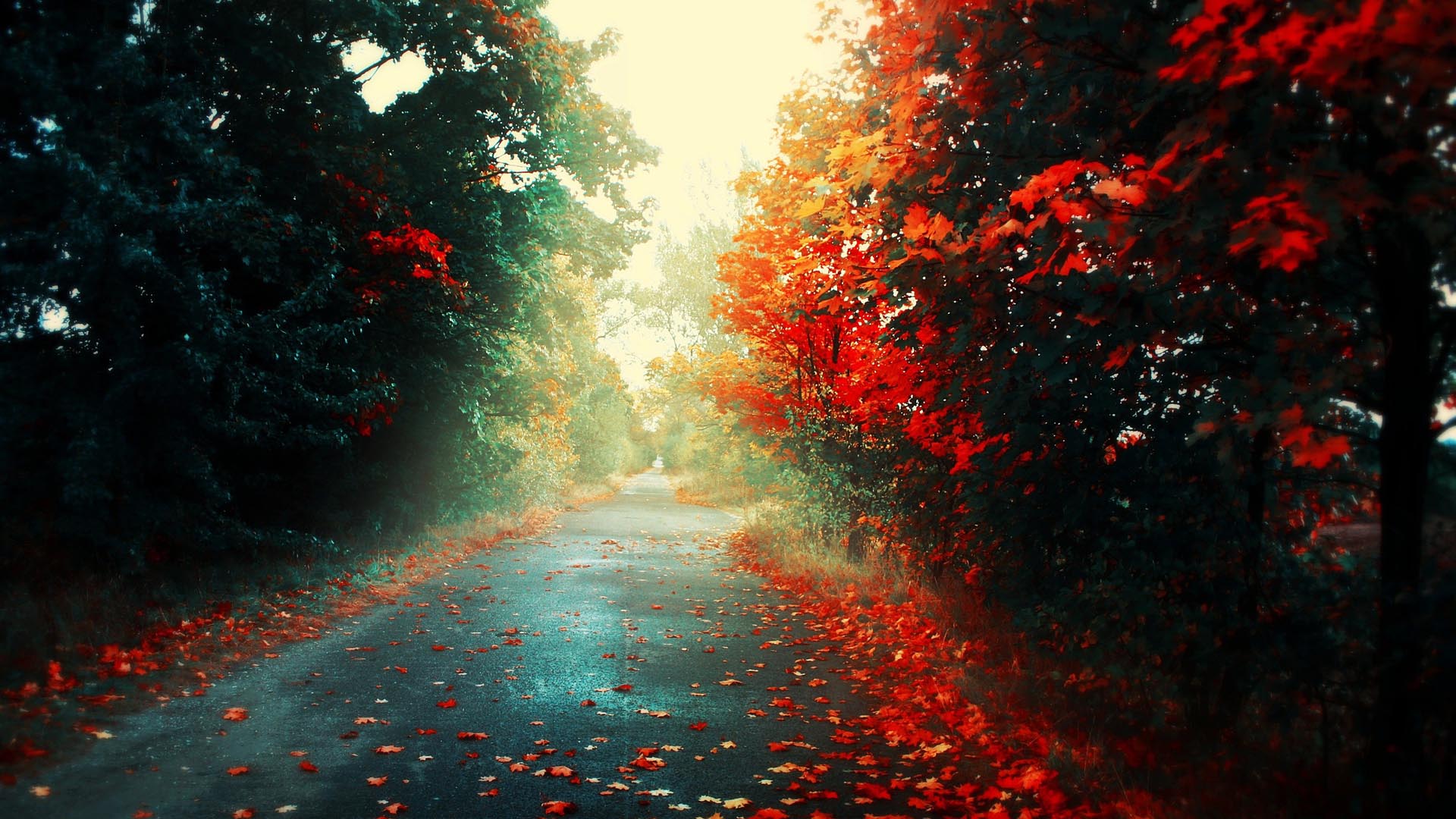 Colorful Autumn Road Hd Wallpaper - Red Tree Wallpaper Hd - HD Wallpaper 