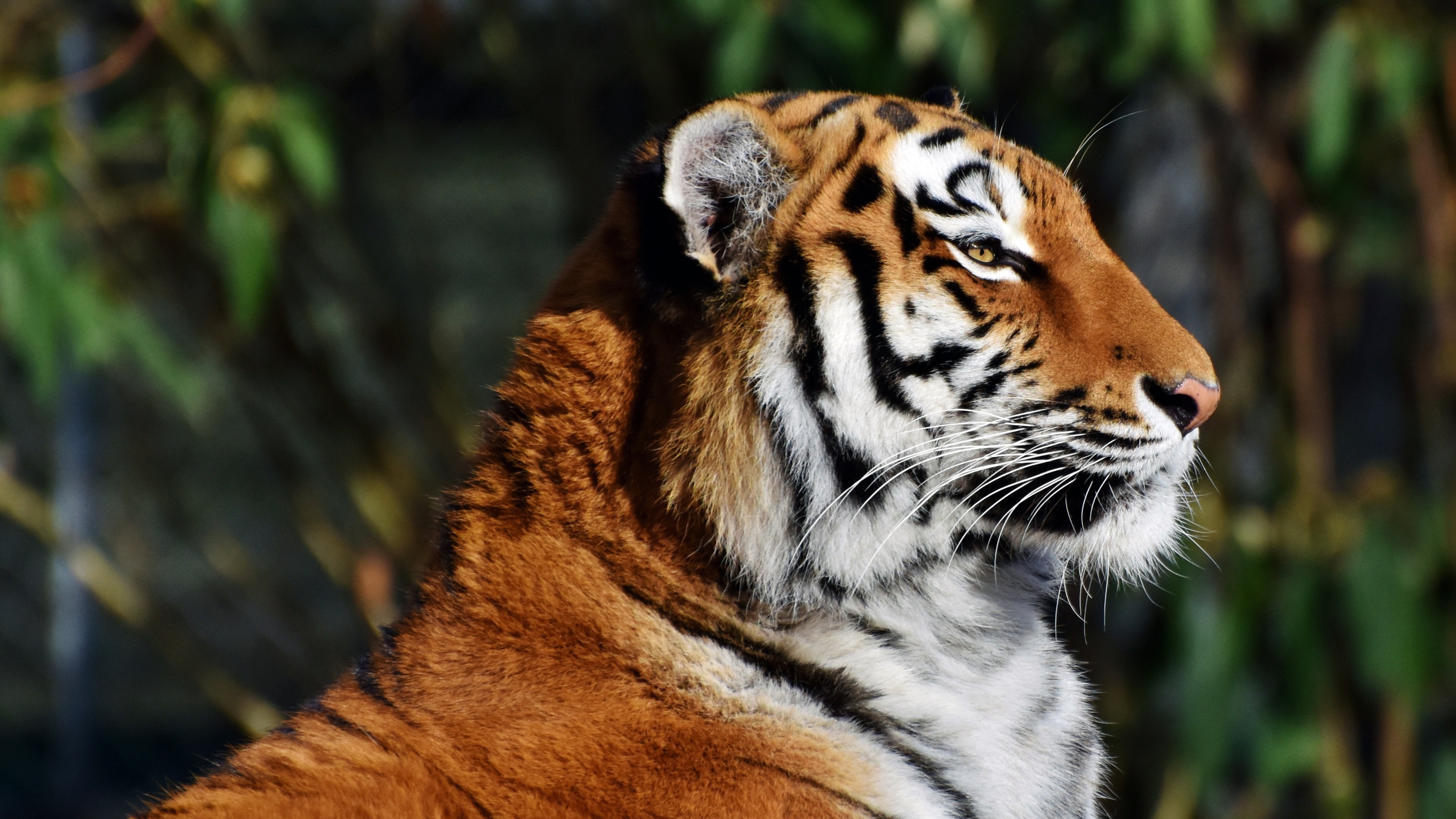 Bangladesh Tiger Close-up Photography 4k Hd Wallpaper - Tiger Face Side View - HD Wallpaper 